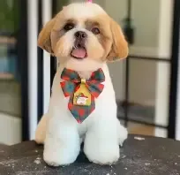 Tosa depois — Groomer de Valor
